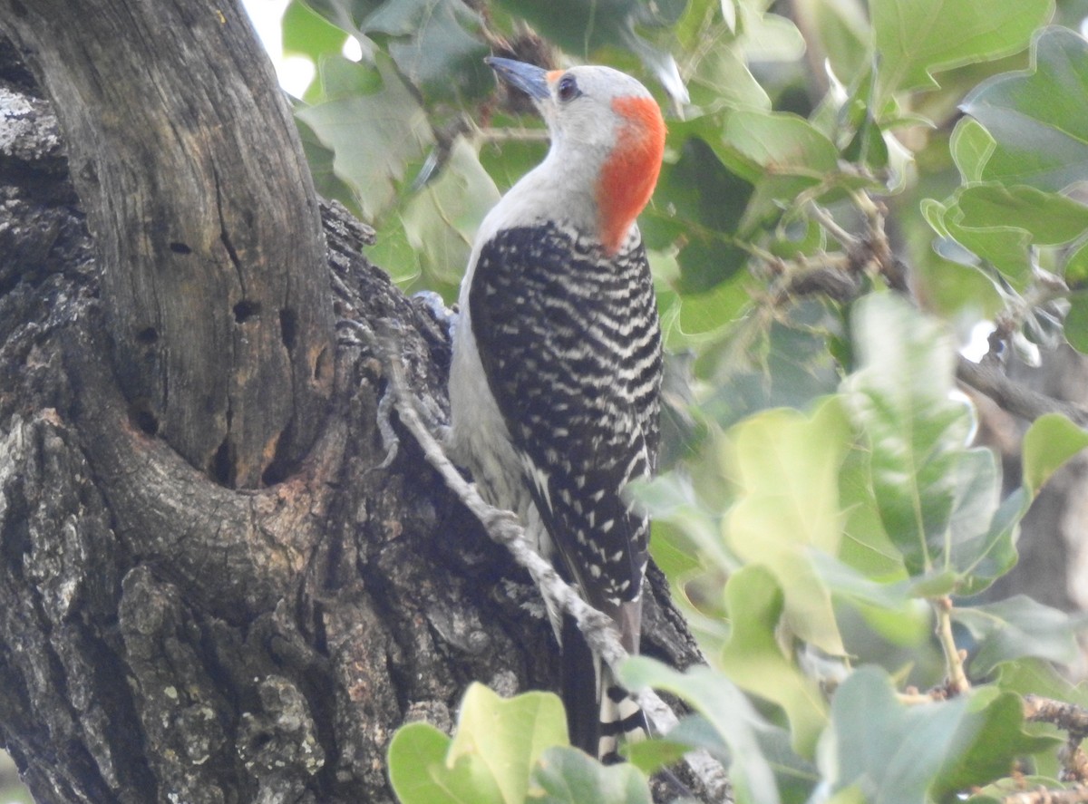 Red-bellied Woodpecker - ML60967241