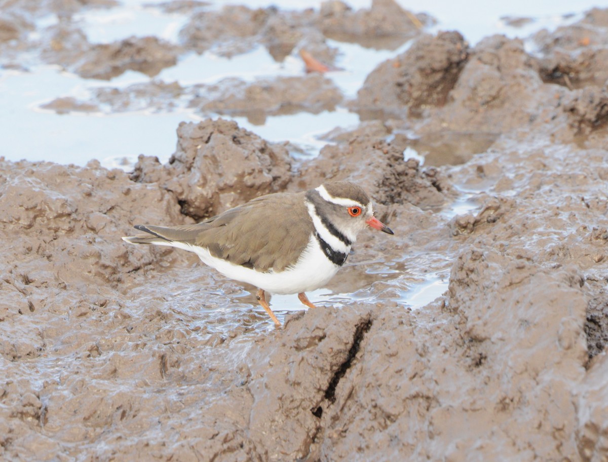 Three-banded Plover - ML609672516