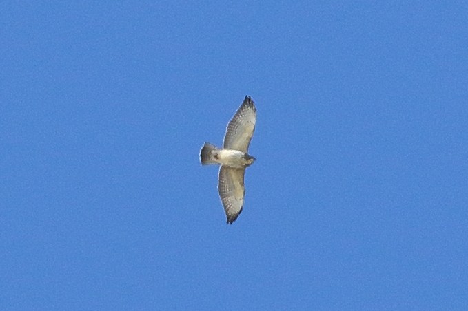 Broad-winged Hawk - ML609672615