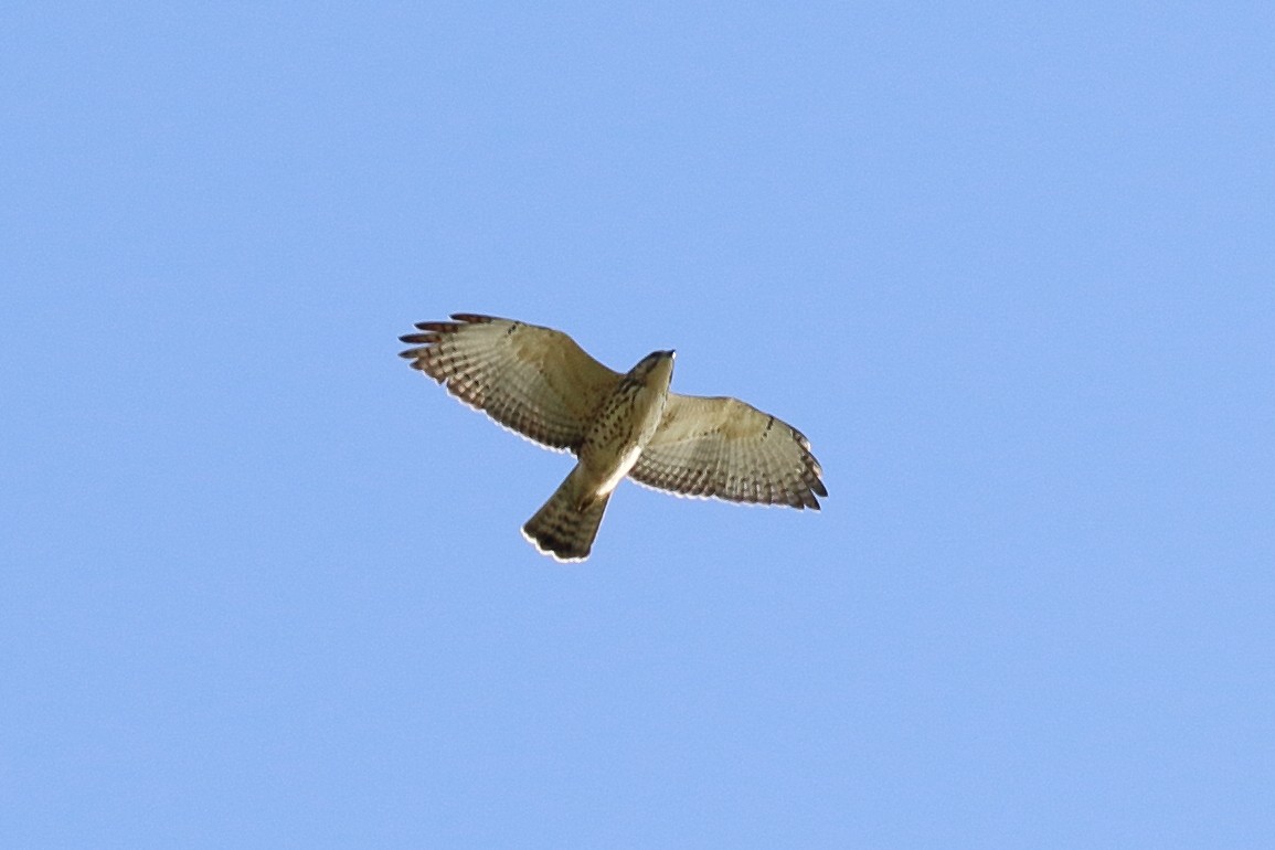 Broad-winged Hawk - ML609672616