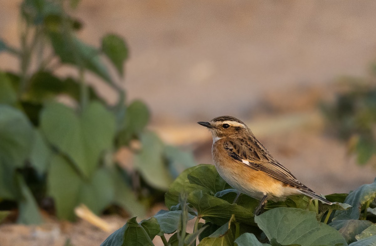 Whinchat - ML609672894