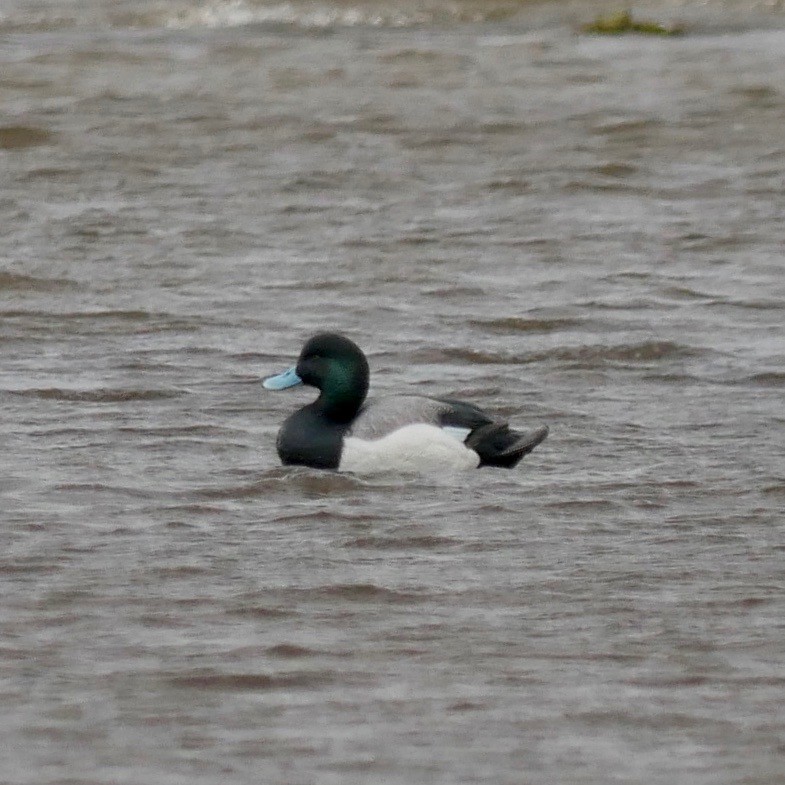 Greater/Lesser Scaup - ML609672980