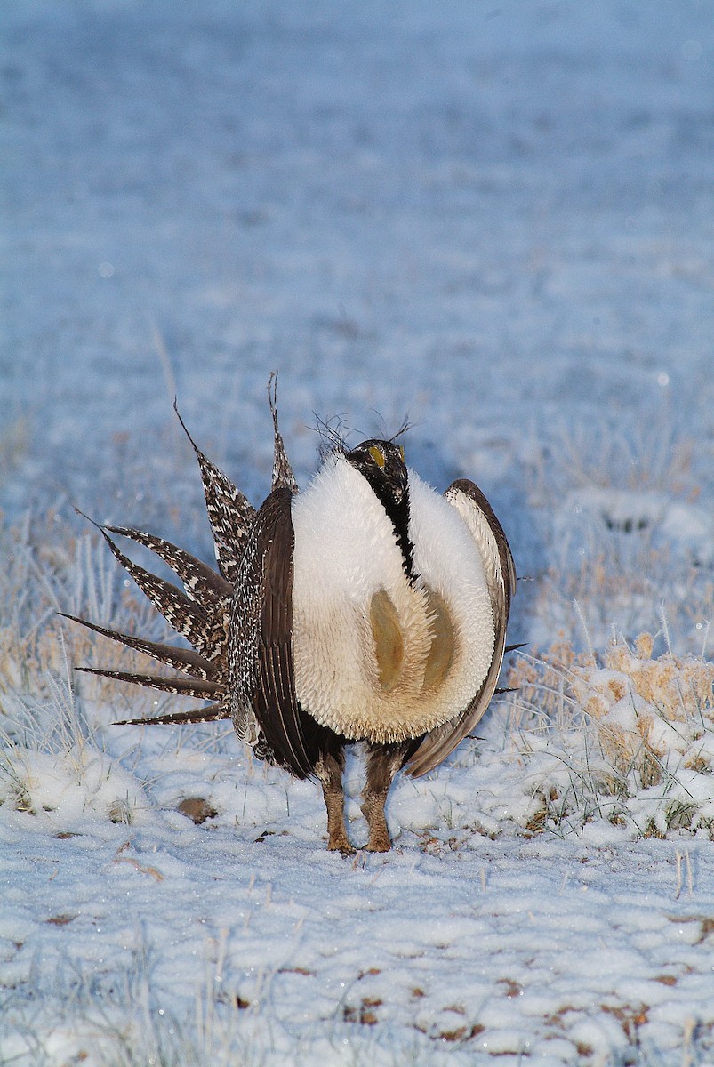 Greater Sage-Grouse - ML609673028