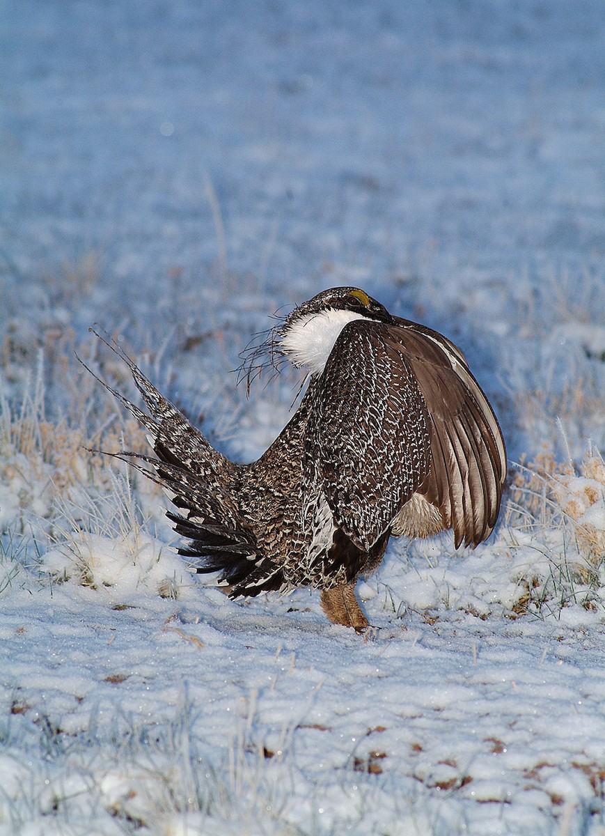 Greater Sage-Grouse - ML609673036