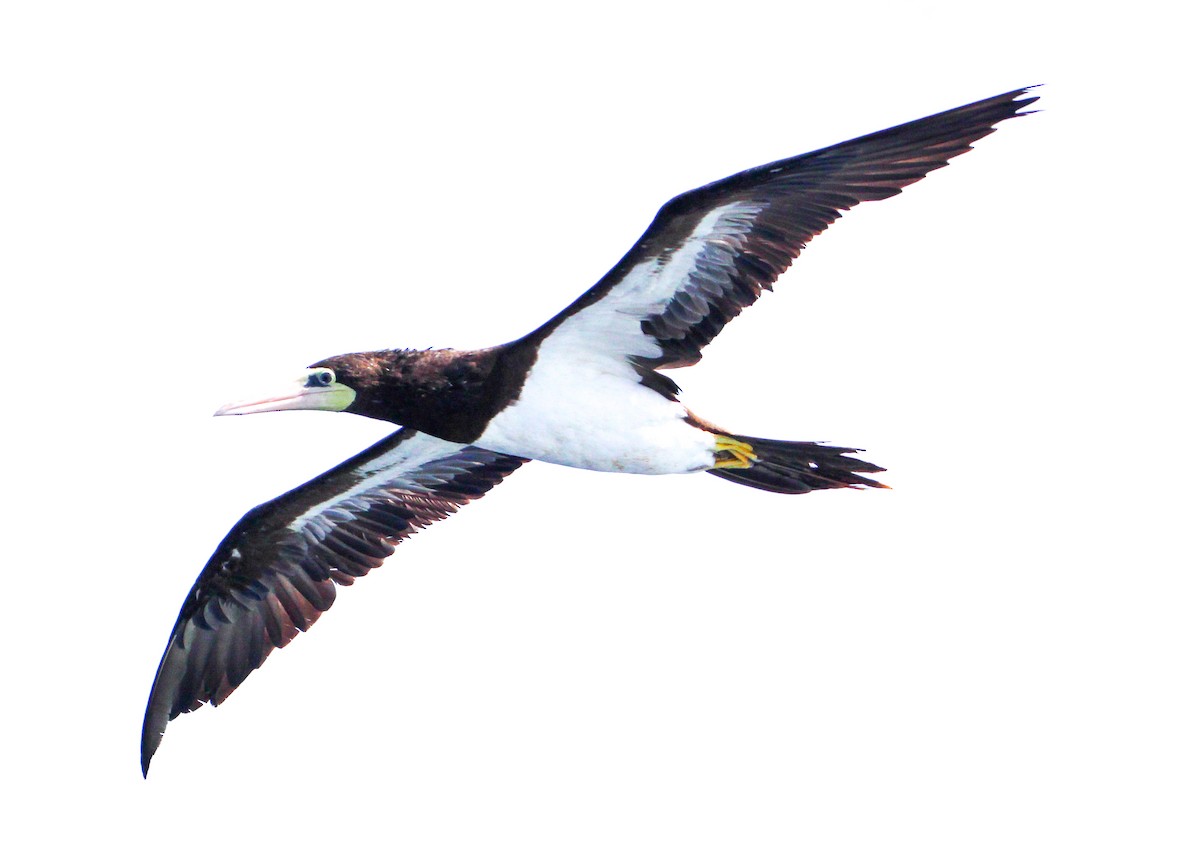 Brown Booby - ML609673244