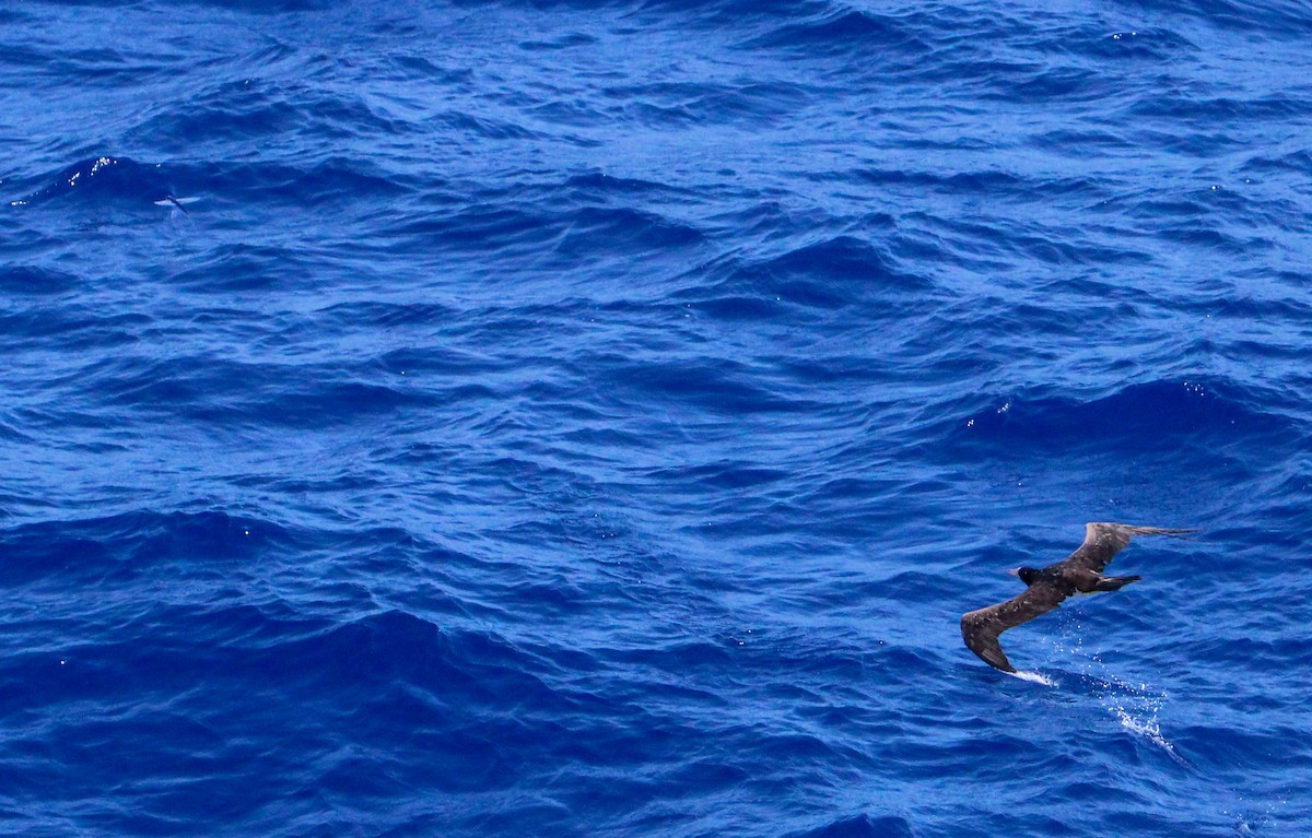 Brown Booby - ML609673250