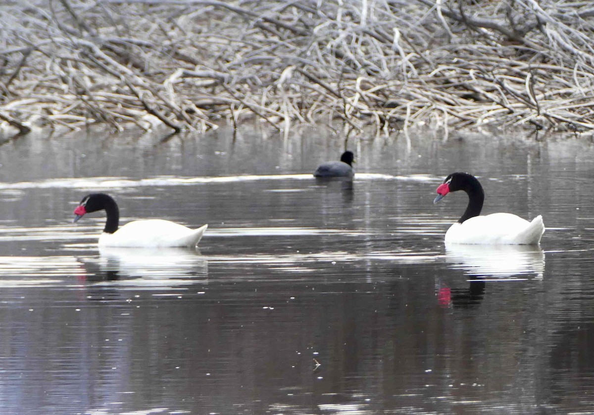 Black-necked Swan - ML609673624