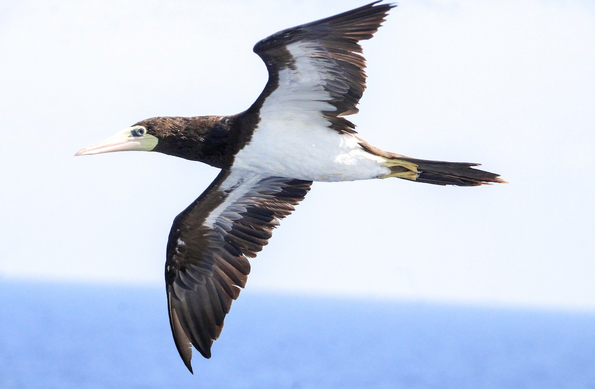 Brown Booby - ML609673648