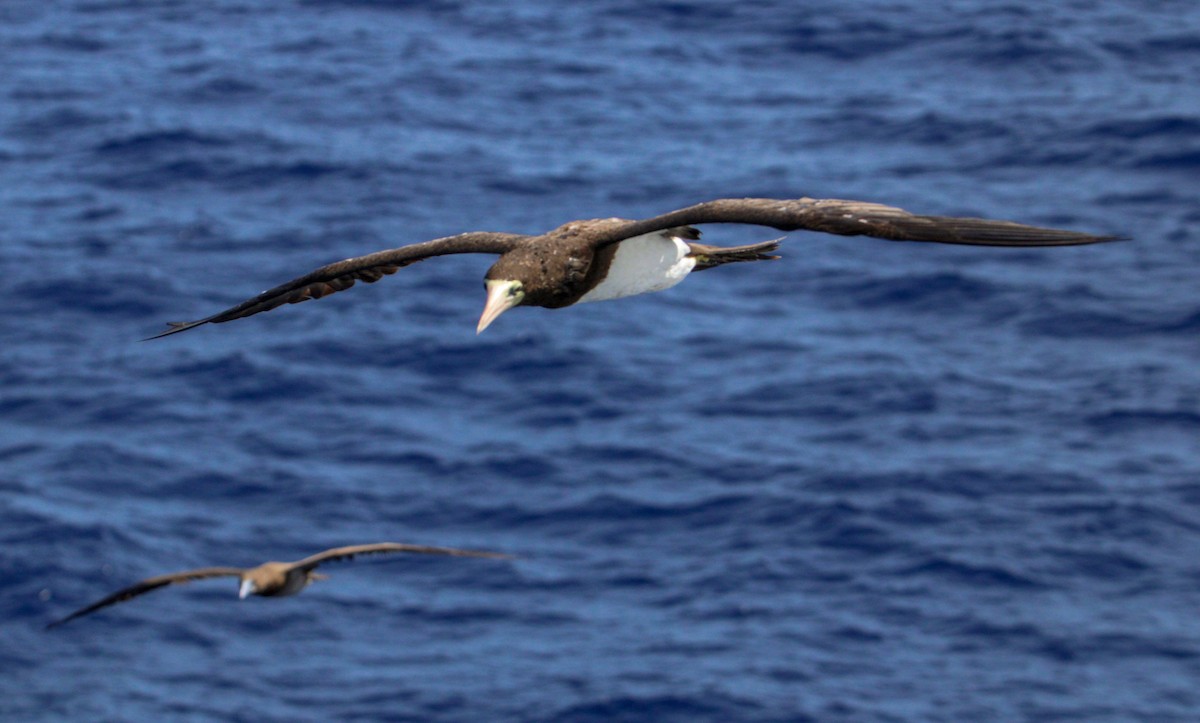 Brown Booby - ML609673649