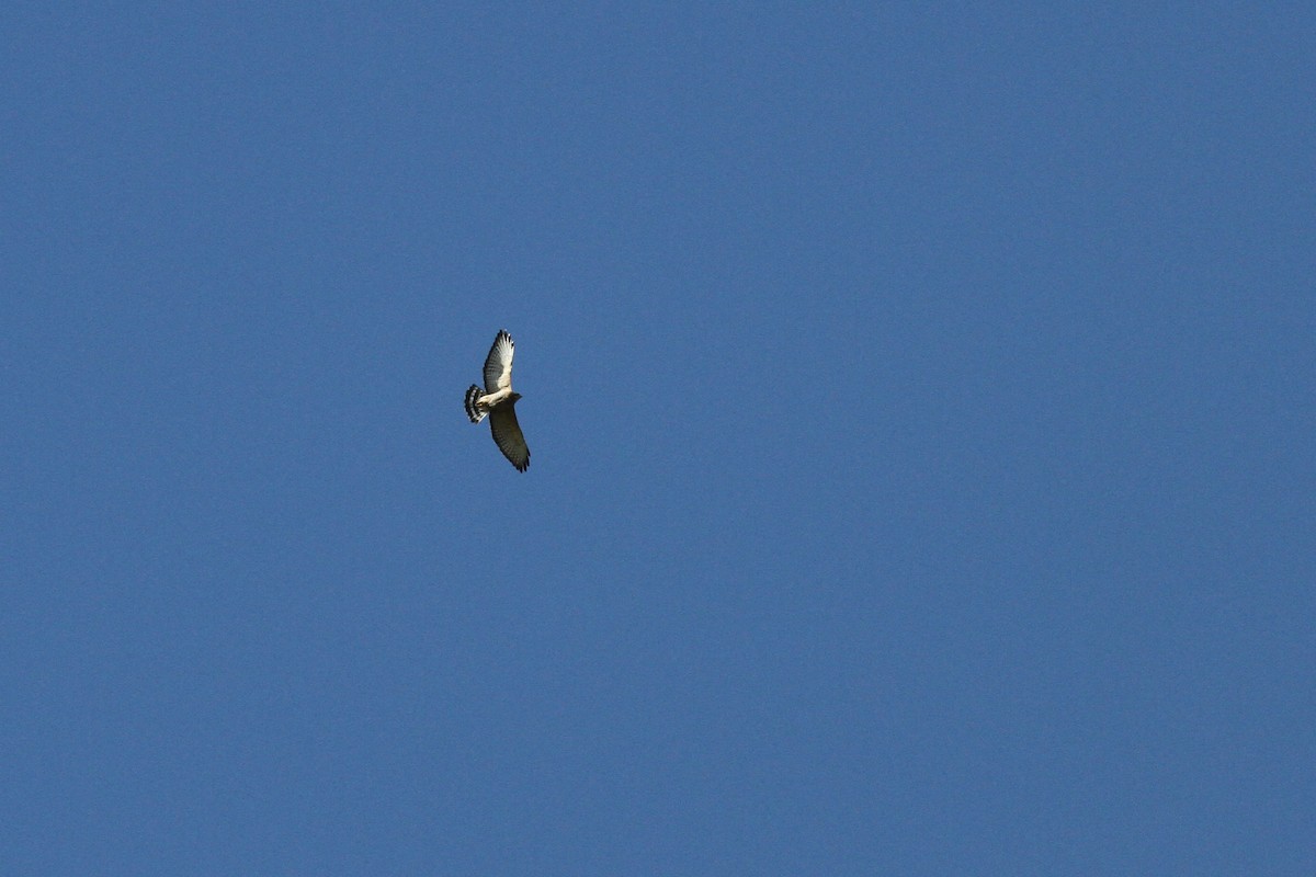 Broad-winged Hawk - ML609673766