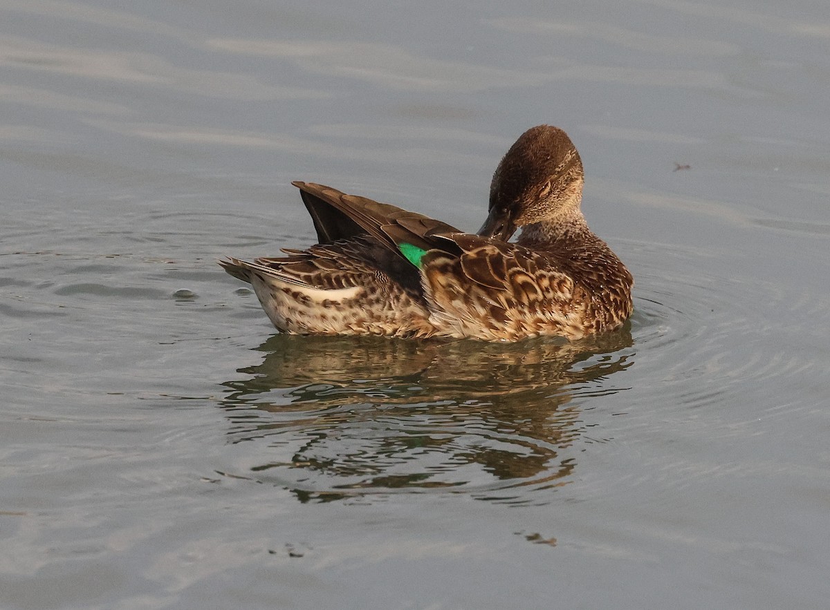 Green-winged Teal - ML609673849