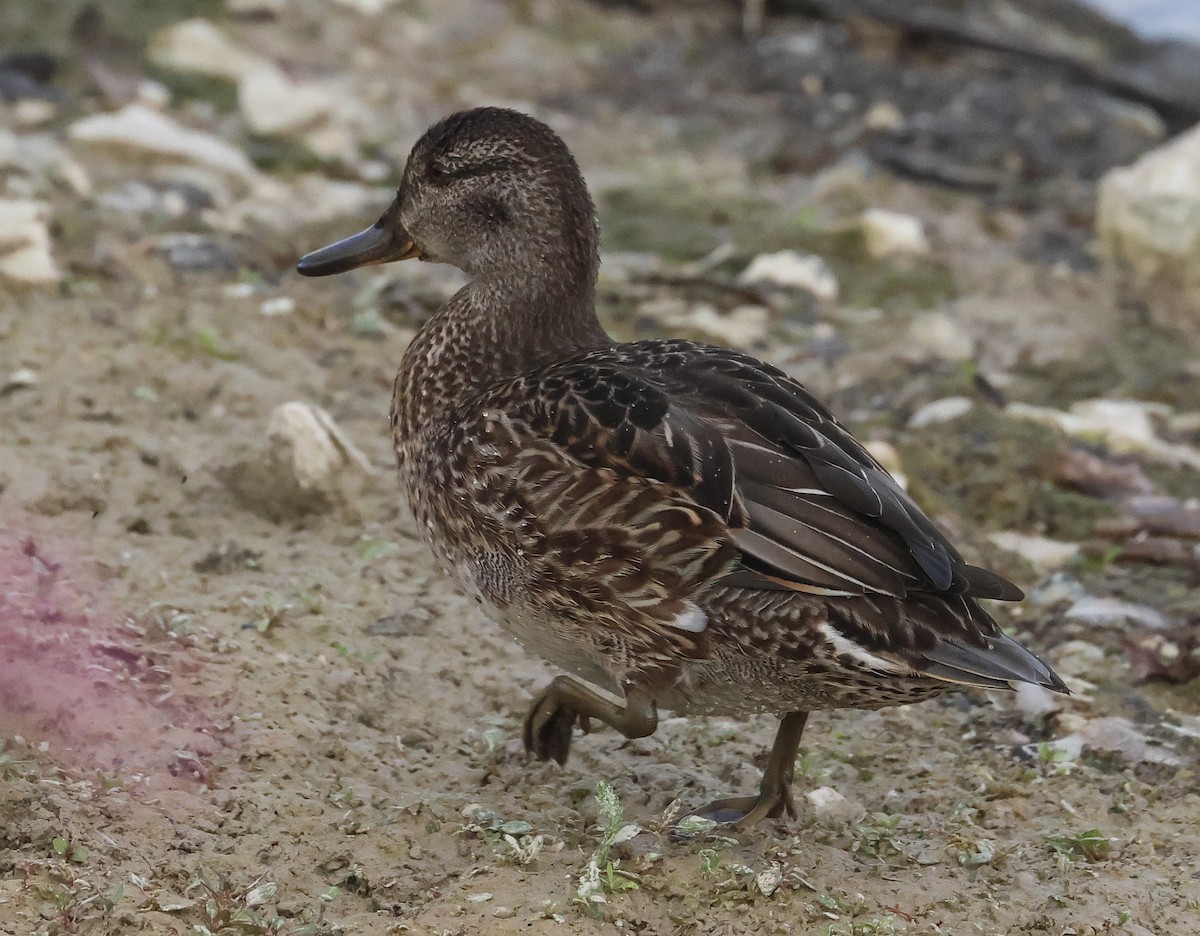 Green-winged Teal - ML609673851
