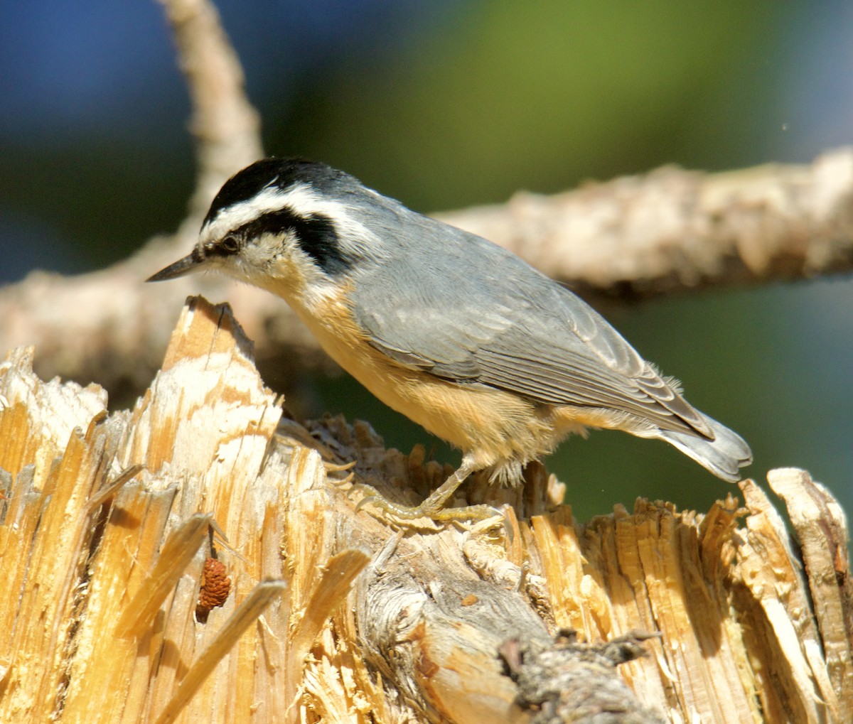 Red-breasted Nuthatch - ML609673883