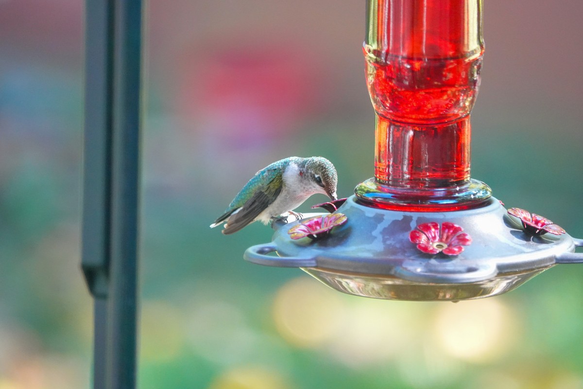 Ruby-throated Hummingbird - Larry Theller