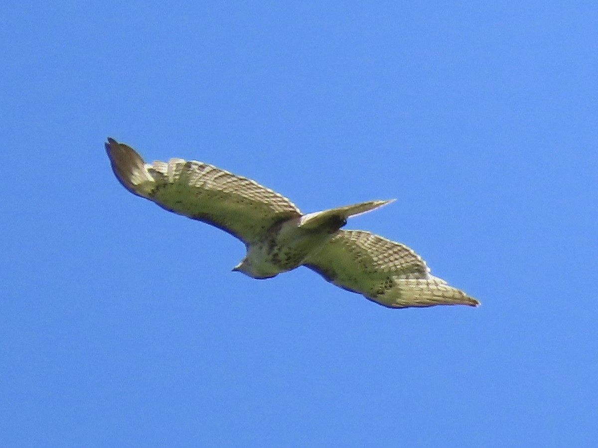 Red-tailed Hawk - ML609674027