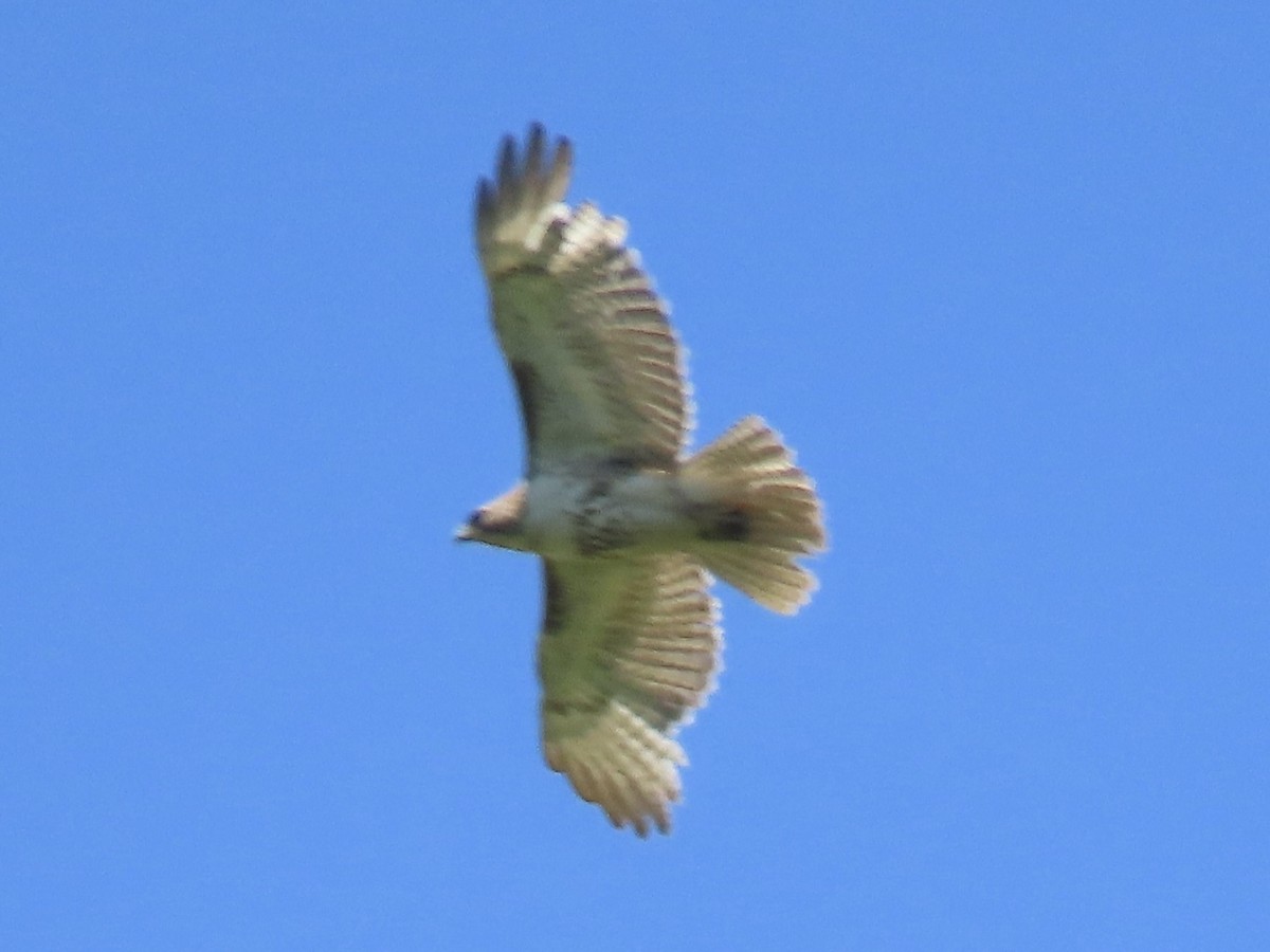 Red-tailed Hawk - ML609674029