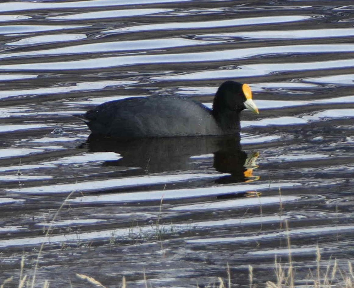 White-winged Coot - ML609674196