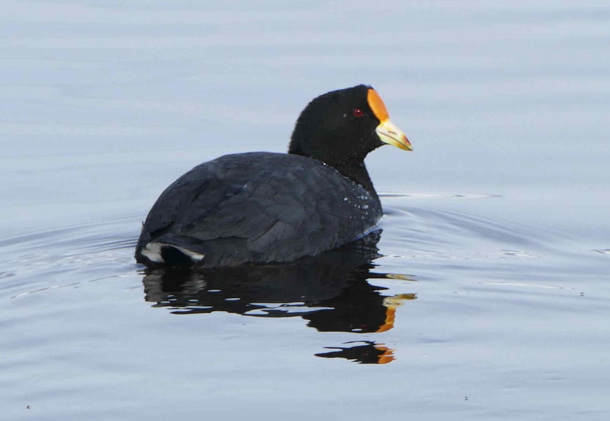White-winged Coot - ML609674237