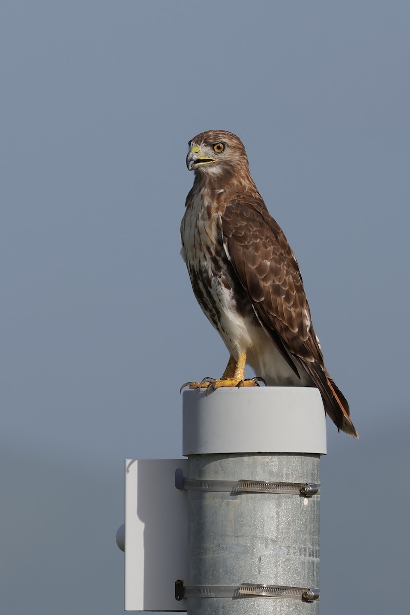 Red-tailed Hawk (jamaicensis) - ML609674703