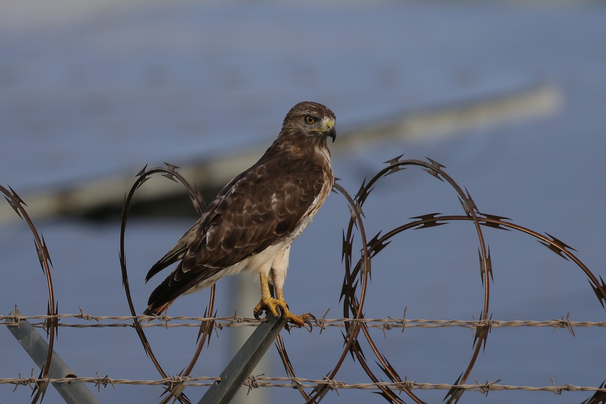 Red-tailed Hawk (jamaicensis) - ML609674705