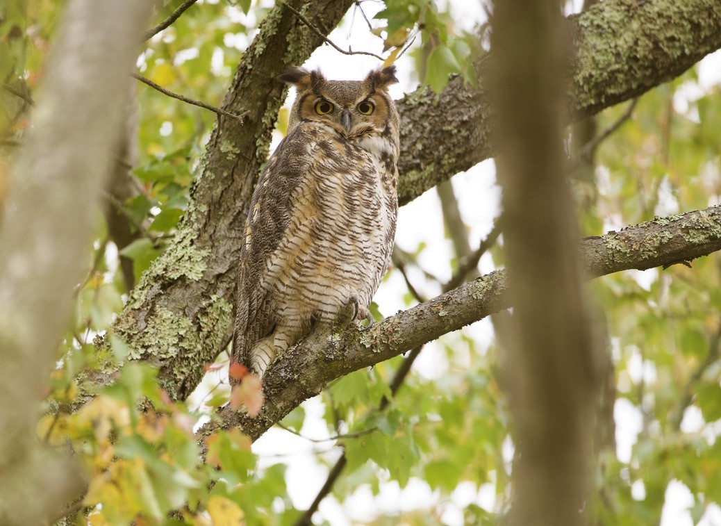 Great Horned Owl - ML609674760