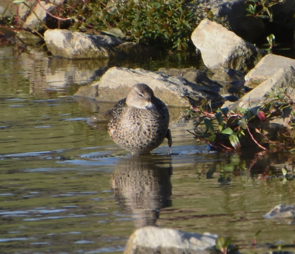 Blue-winged Teal - ML609675192