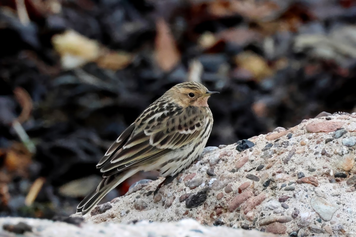 Red-throated Pipit - ML609675630