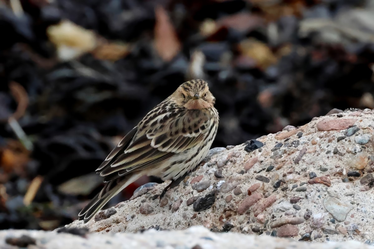 Red-throated Pipit - ML609675631