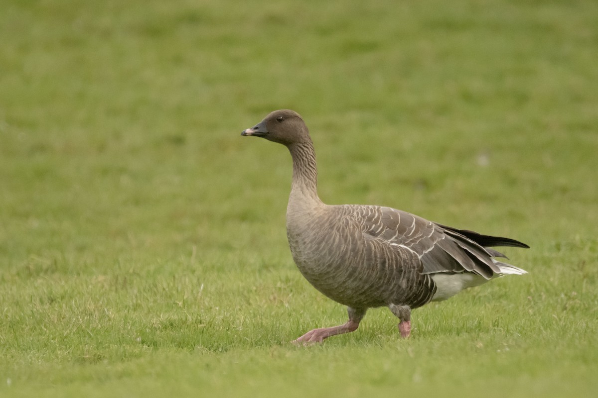 Pink-footed Goose - ML609676064