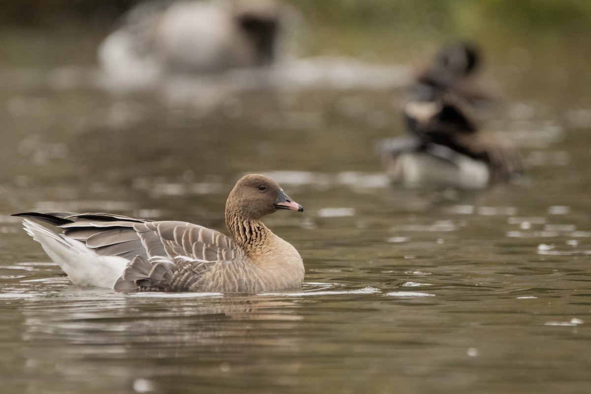 Pink-footed Goose - ML609676069