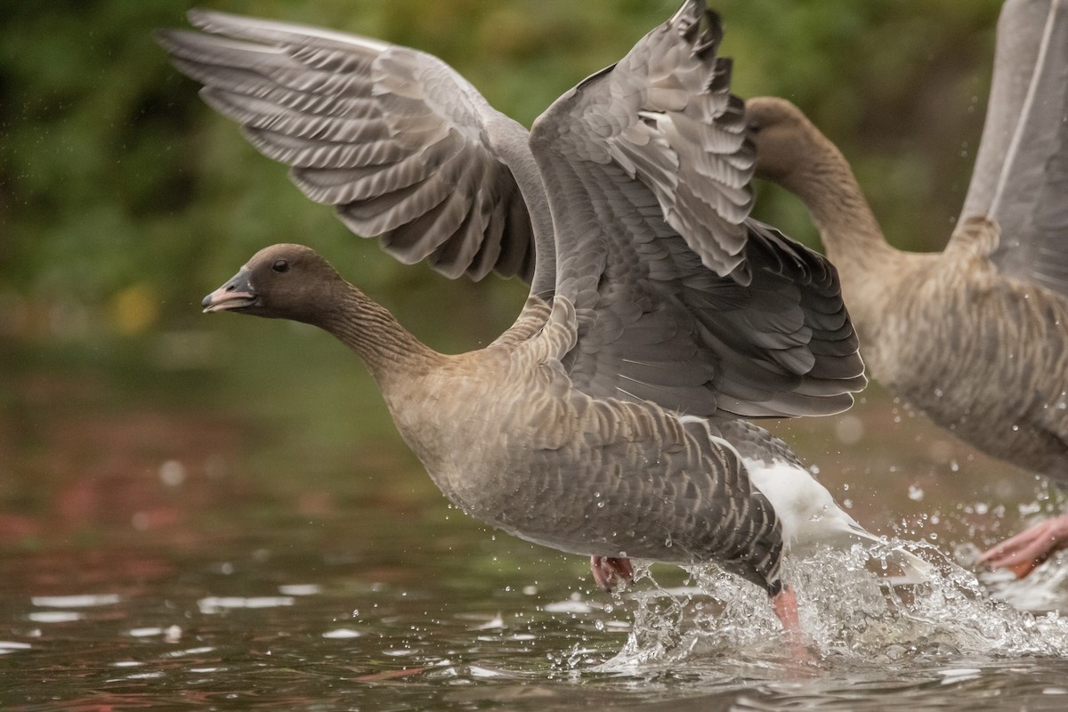 Pink-footed Goose - ML609676072