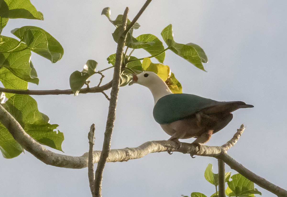 Red-knobbed Imperial-Pigeon - ML609676681