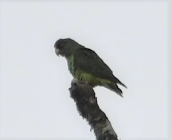 papoušek konžský - ML609676918