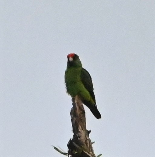 Red-fronted Parrot - ML609676919