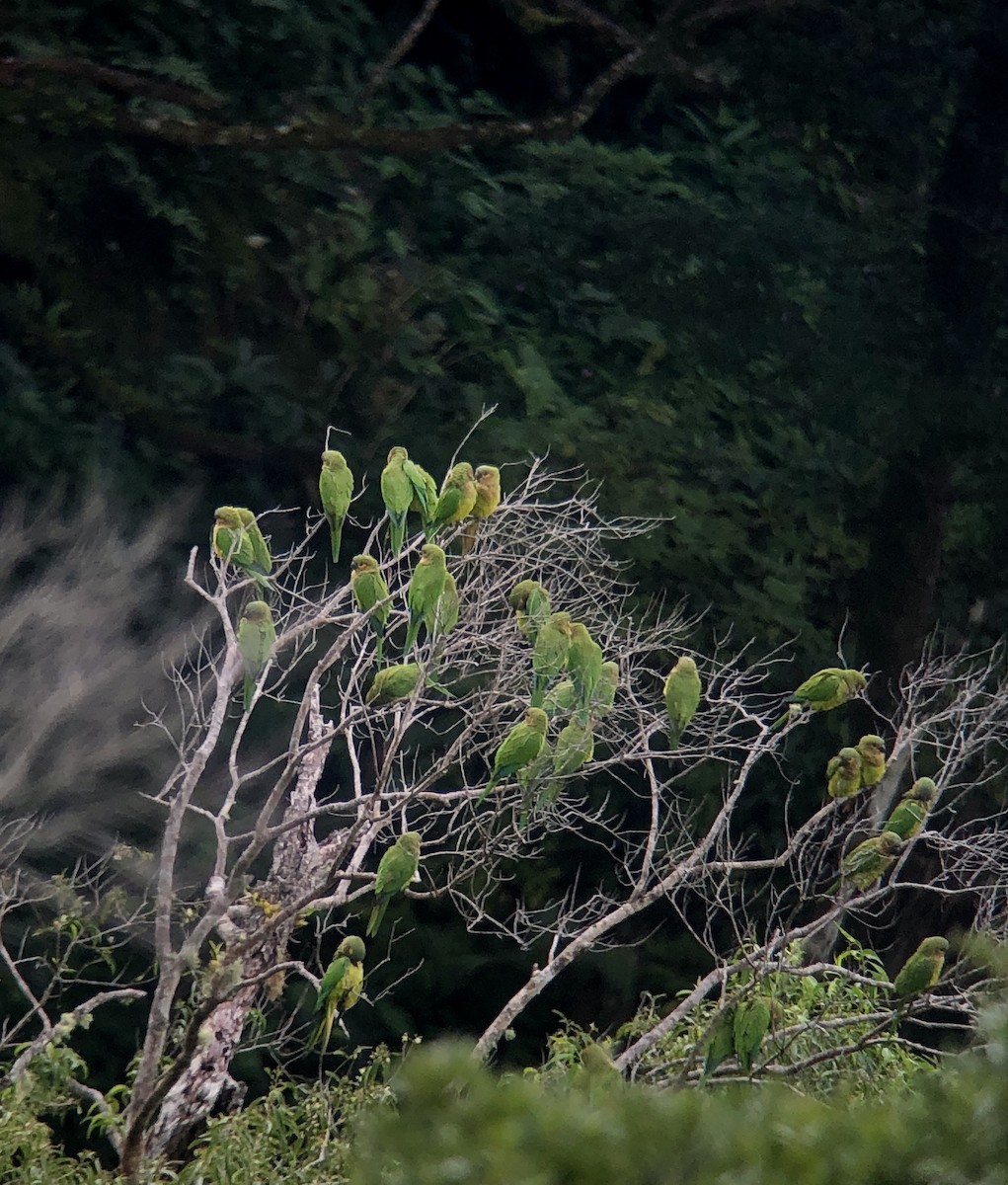 Kahverengi Gerdanlı Papağan (ocularis) - ML609677004