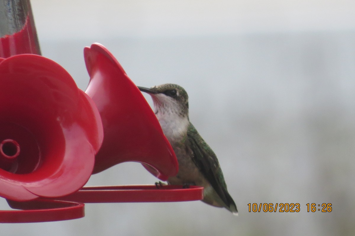 Ruby-throated Hummingbird - ML609677637