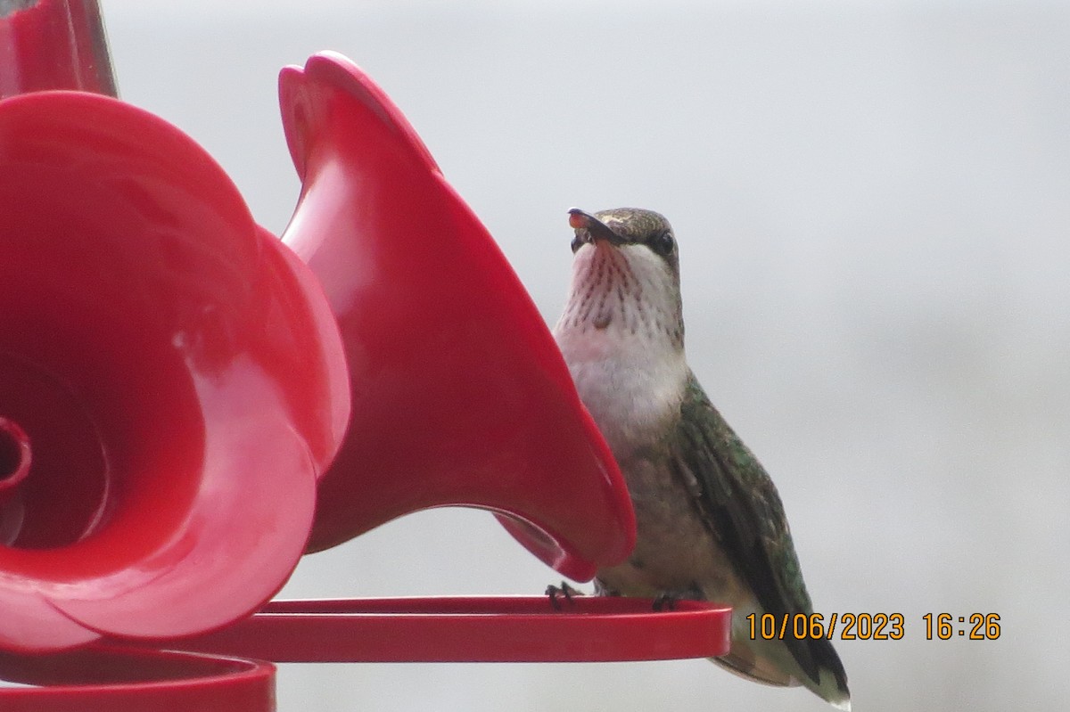 Ruby-throated Hummingbird - ML609677638