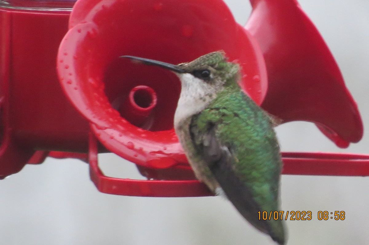 Ruby-throated Hummingbird - ML609677690