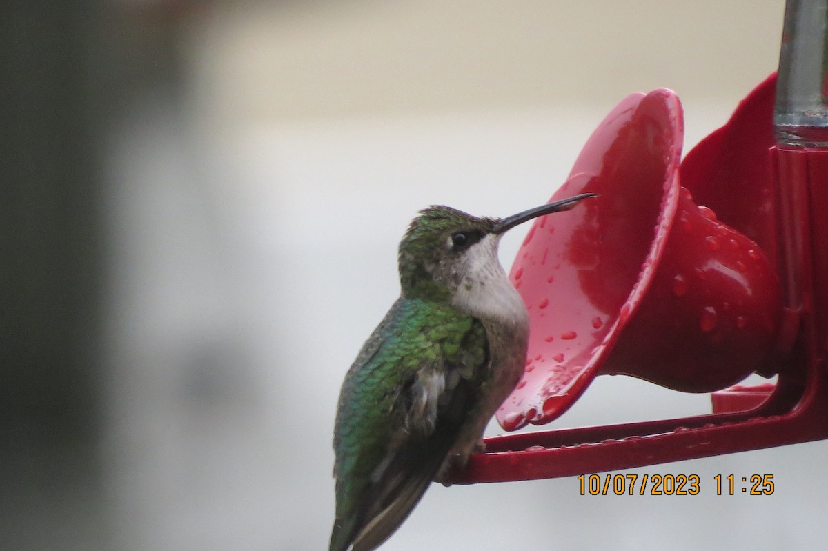 Ruby-throated Hummingbird - ML609677691