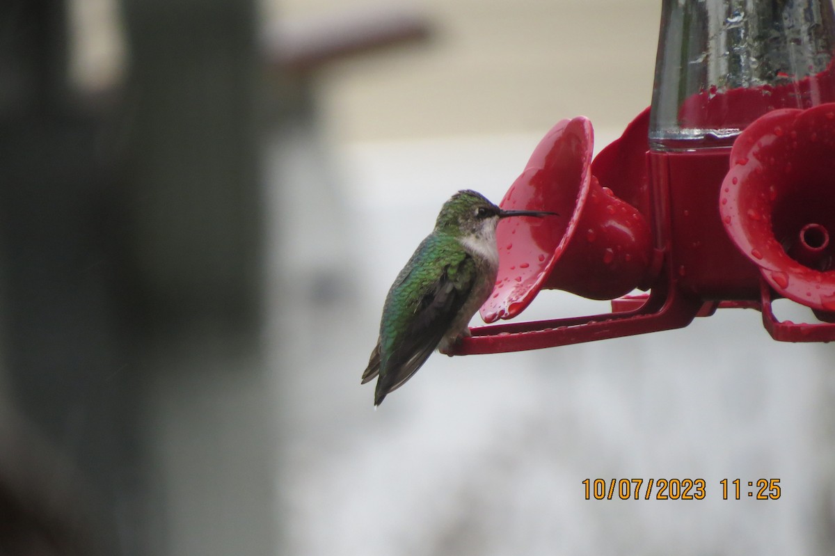 Ruby-throated Hummingbird - ML609677692