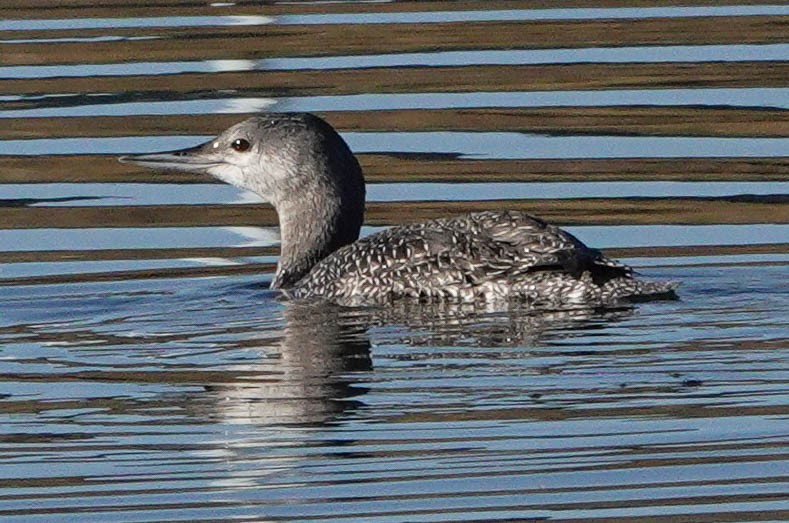 Red-throated Loon - ML609677788