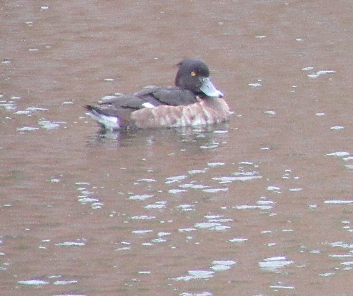 Tufted Duck - ML609677817