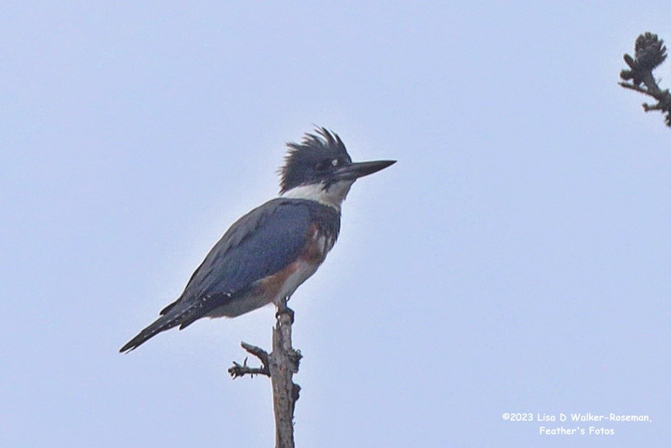 Belted Kingfisher - ML609677969
