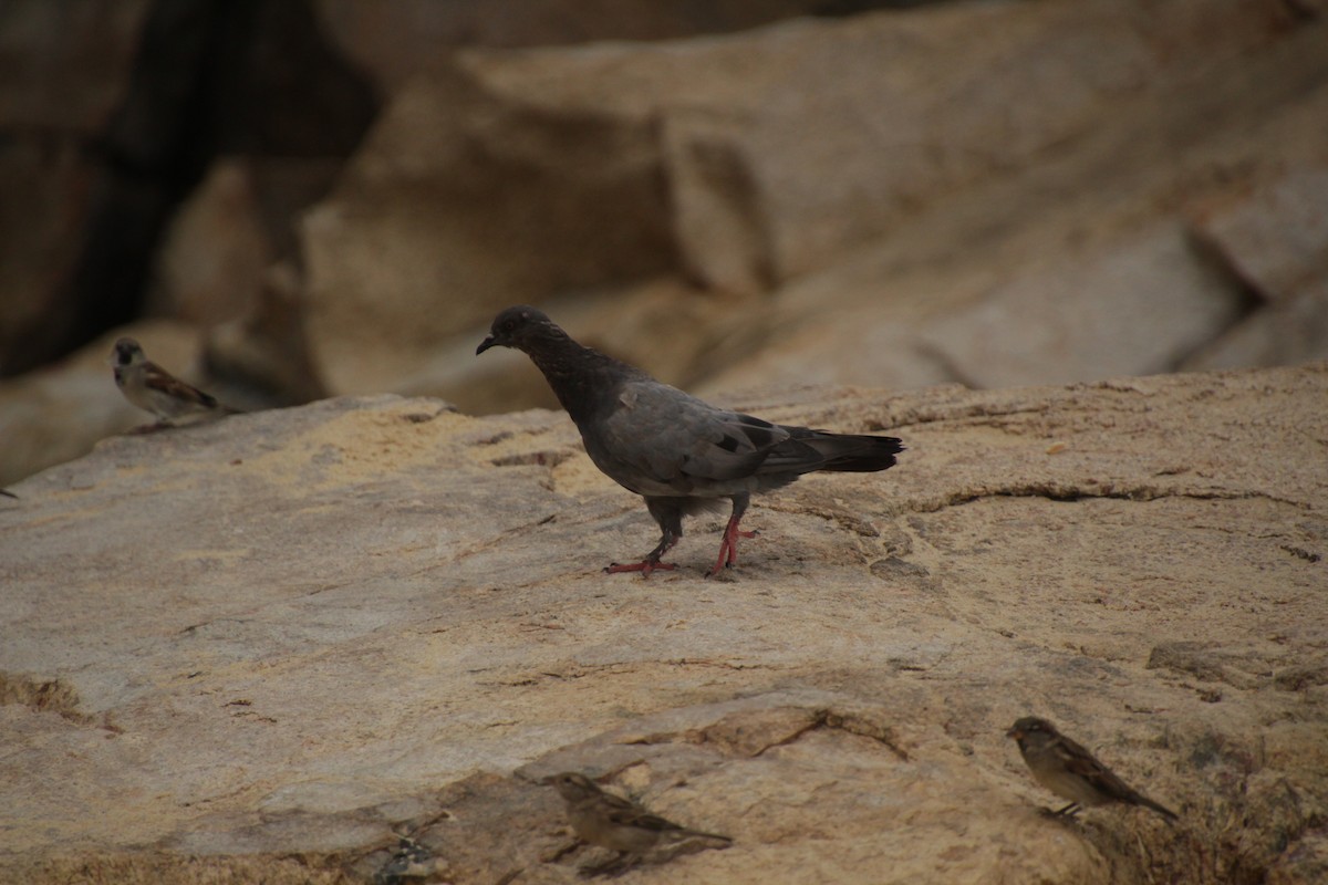 Rock Pigeon (Feral Pigeon) - ML609678371