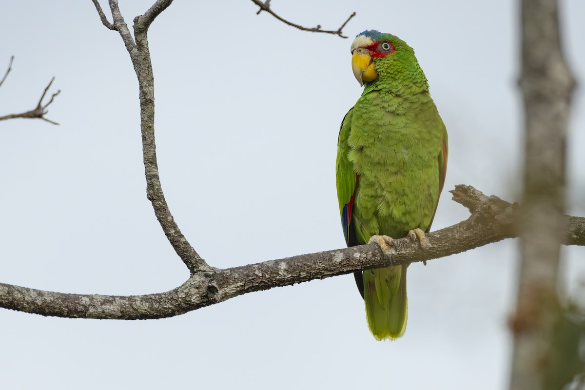 White-fronted Parrot - Pablo Barrena