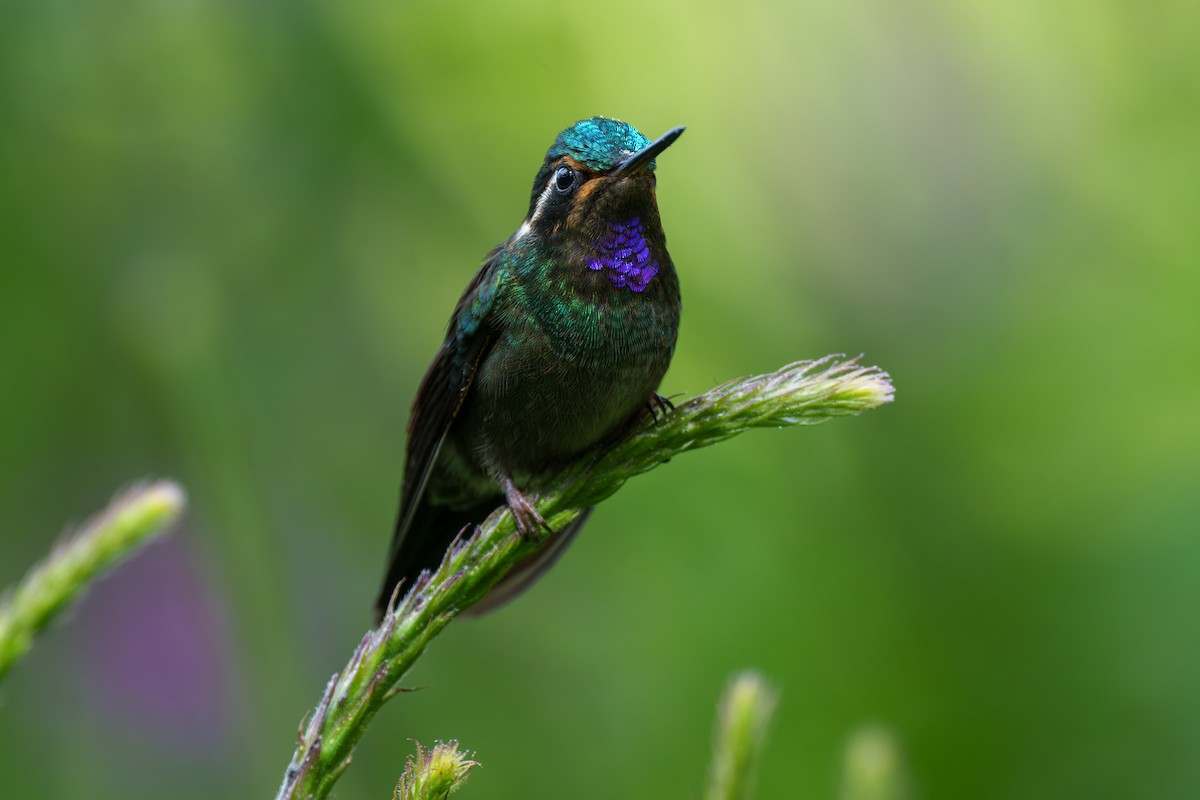 kolibřík fialovohrdlý - ML609678801