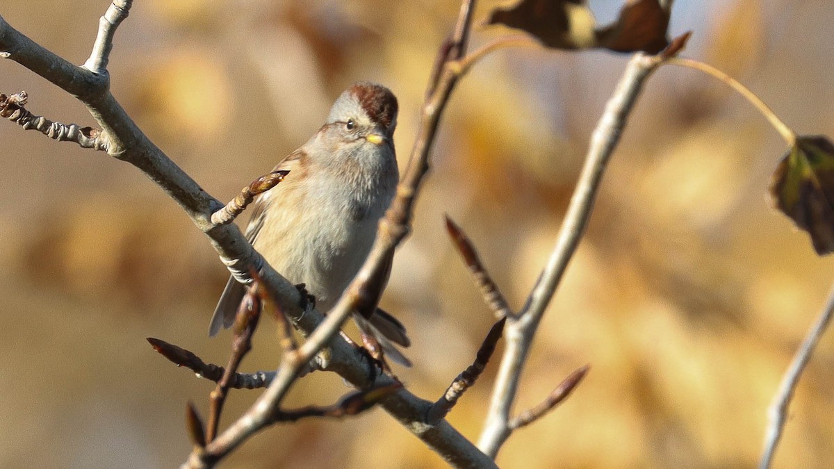 American Tree Sparrow - ML609678986
