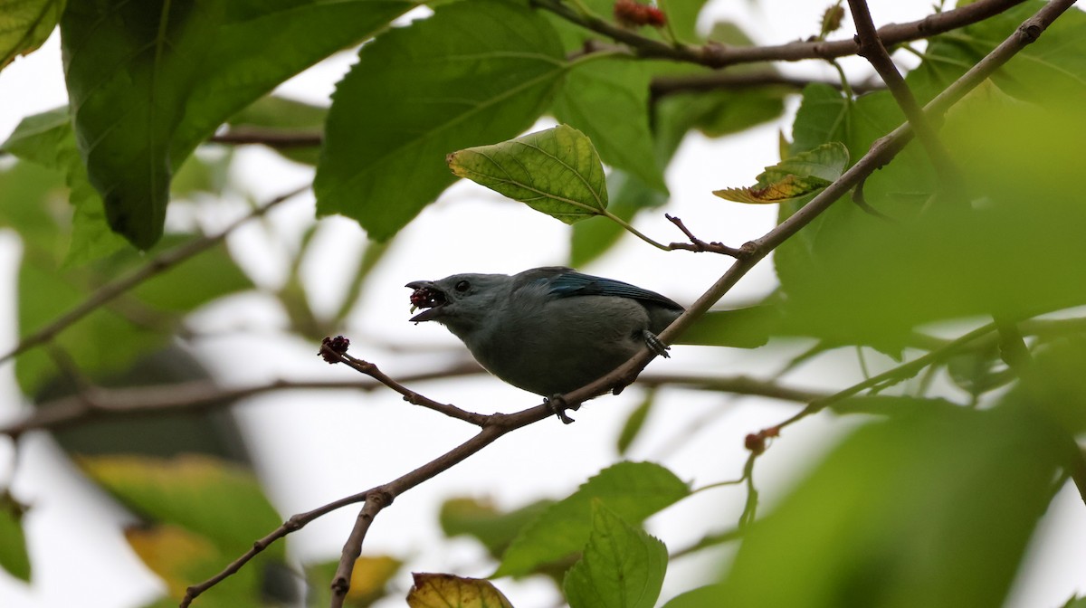 Blue-gray Tanager - ML609679273