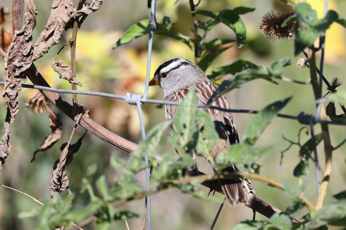 White-crowned Sparrow - ML609679355