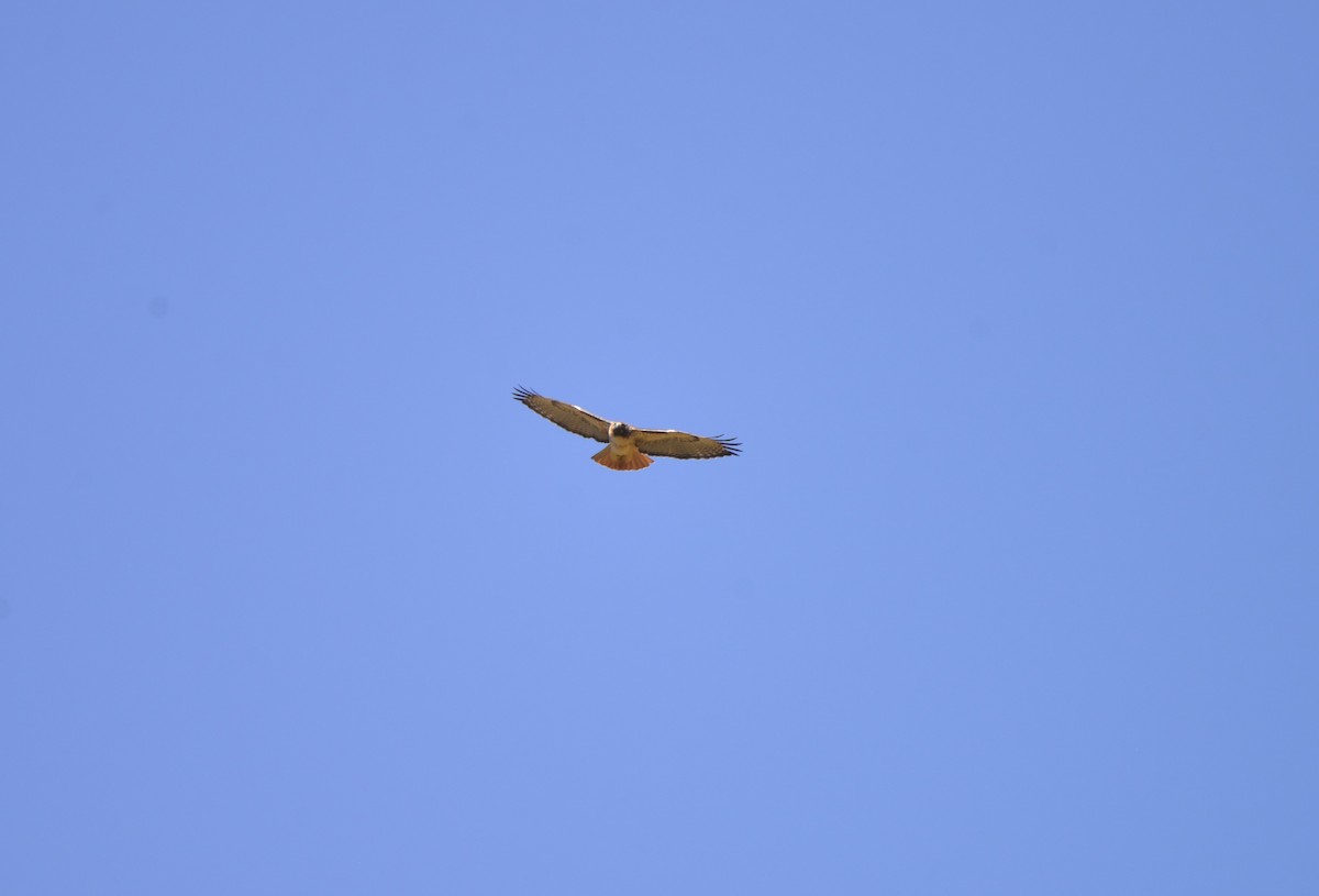 Red-tailed Hawk - ML609679363